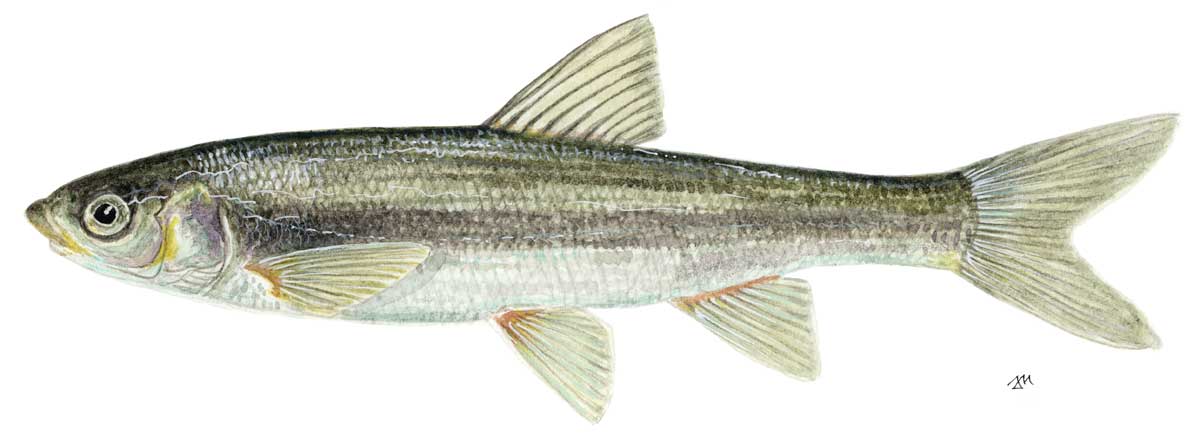 Primorska podust (Ilustracija Jurij Mikuletič)