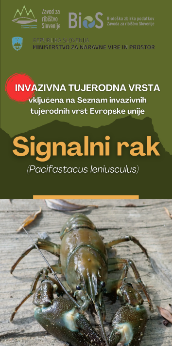 Bru&scaron;ura Signalni rak (Pacifastacus leniusculus)