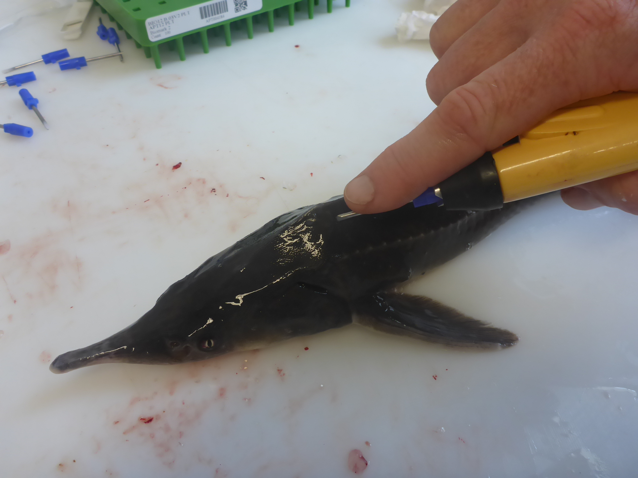 vstavljanje oddajnika v kečigo