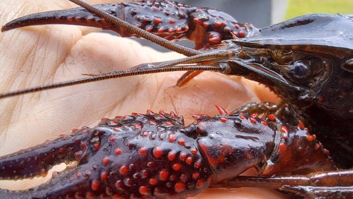 Odstranjevanje močvirskega škrinjarja Lopata
