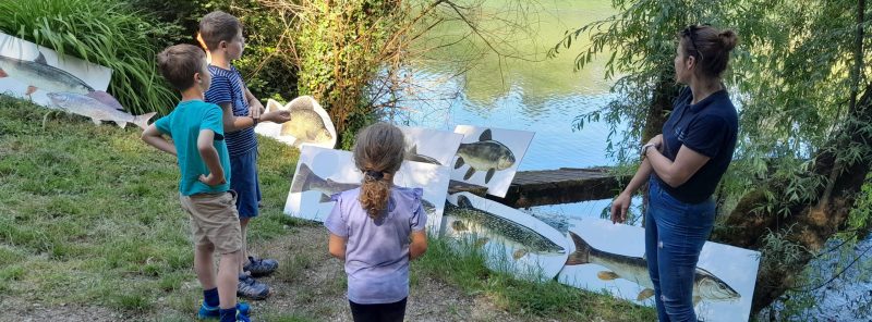 Ob Mednarodnem dnevu reke Save je ZZRS predstavil ribje vrste, sladkovodne rake in pomen ohranjanja vodnih ekosistemov na odseku Save med Kranjem in Mavčičami.