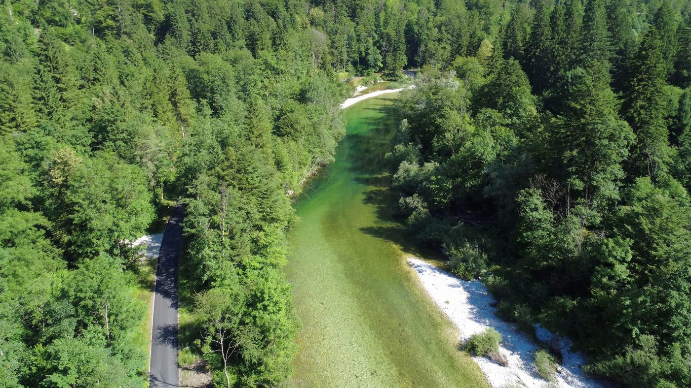 Sava Bohinjka ribolov