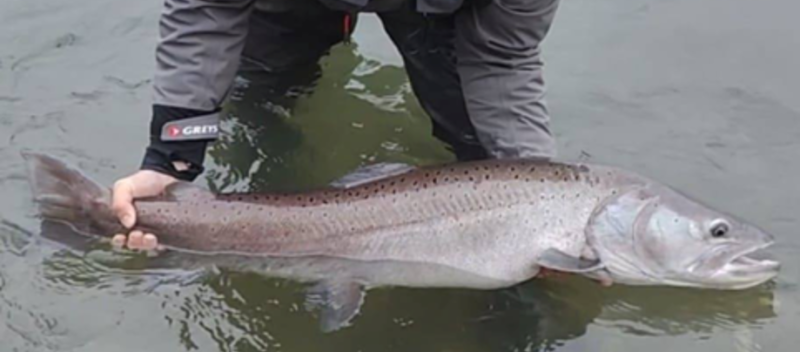 How to handle a caught huchen properly: measuring, photographing and release