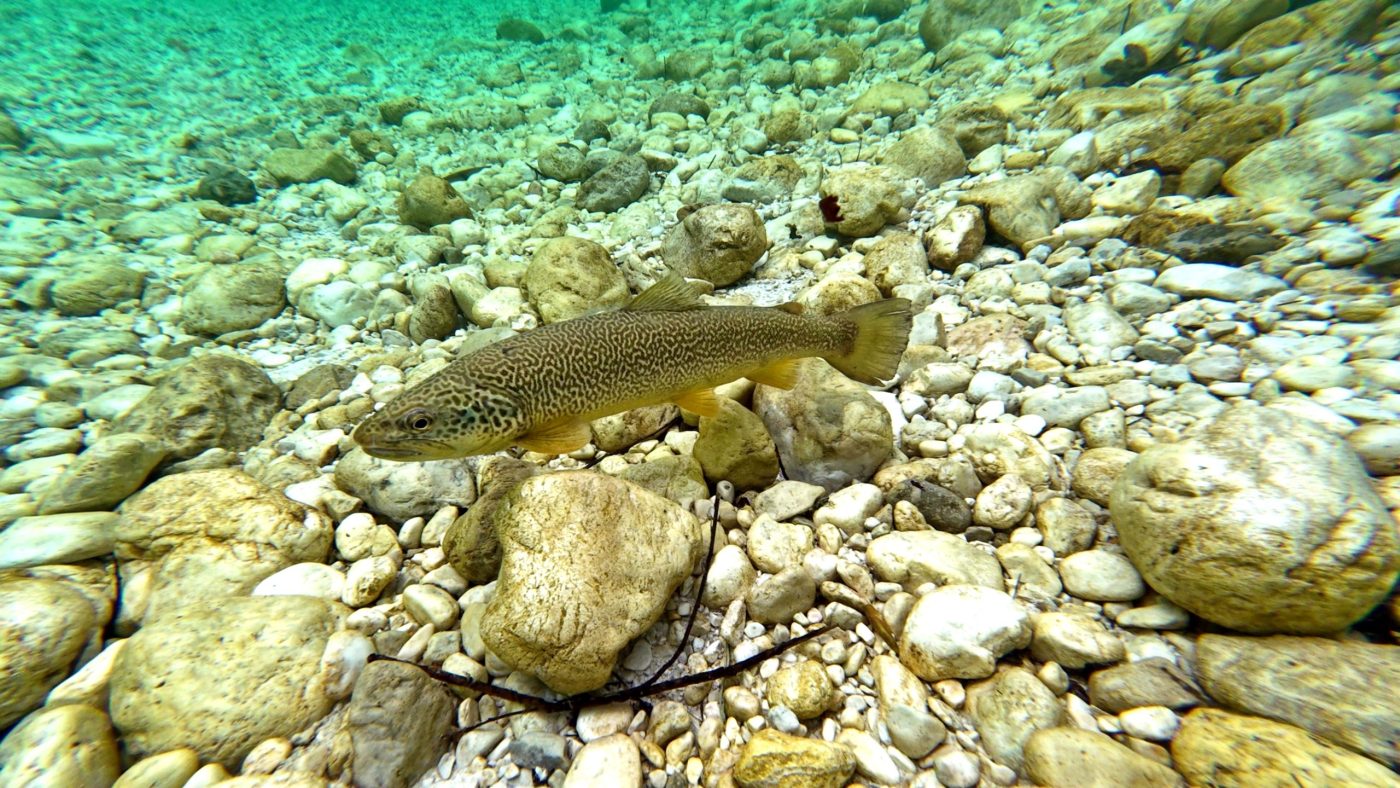Soška postrv Soča